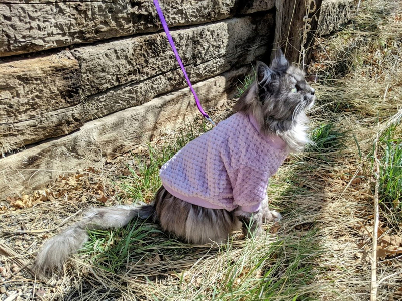 Soft Cotton Dog Sweater for Winter Season with Customized Sizes and Colors